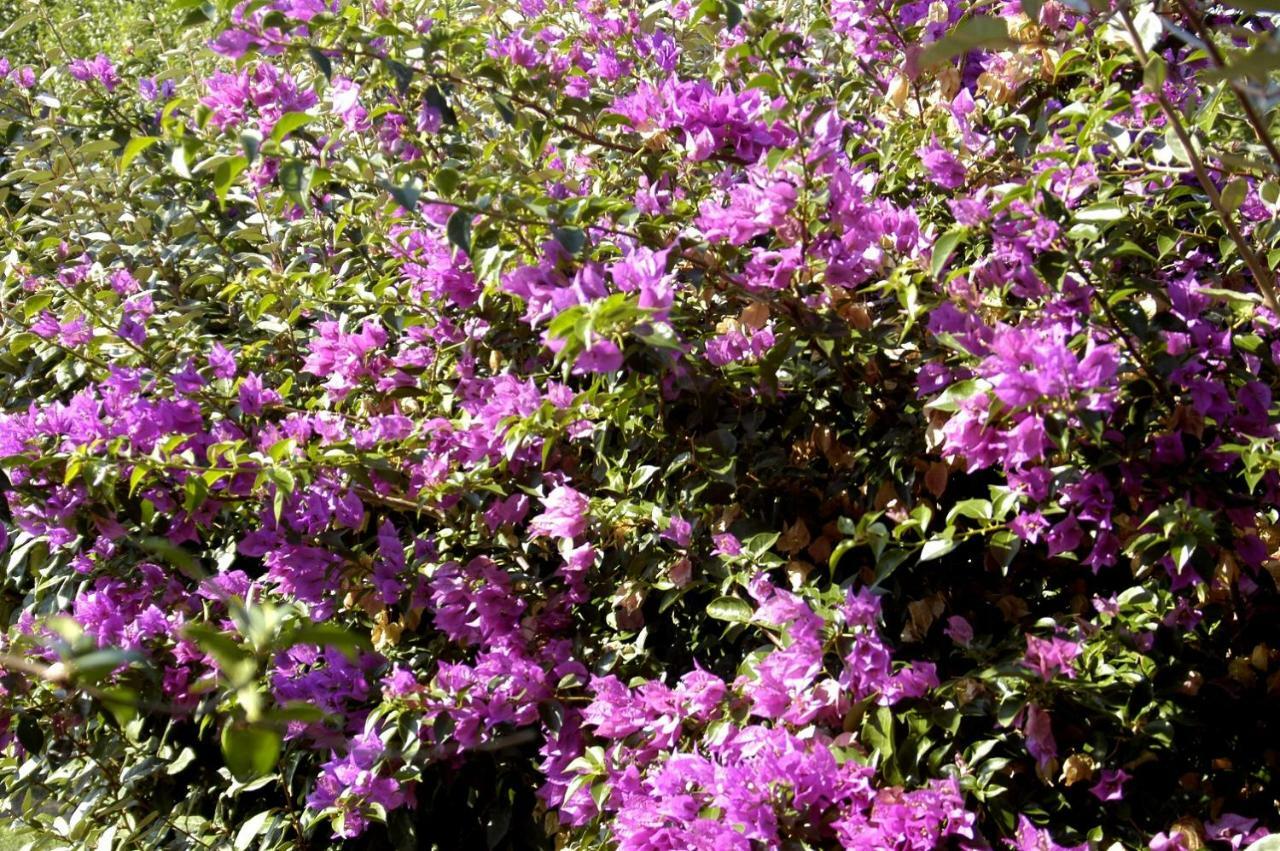 Campesi Aglientu Exterior foto